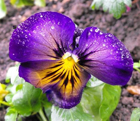 A Pansy From Janette Grows On You