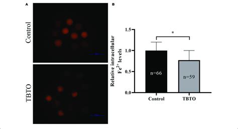 Effect Of Tbto Exposure On Iron Homeostasis In Porcine Oocytes A