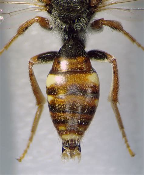 Nomada Alboguttata Male Abdomen Rye Harbour NR Sussex 1 Flickr