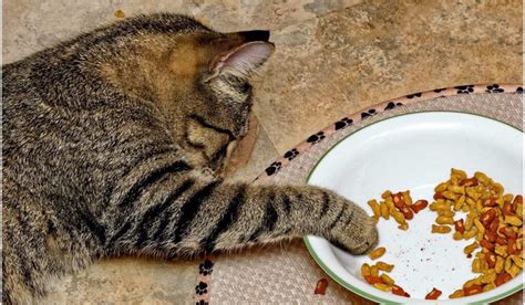 Comida Para Gatos Saludable Y Que Puedes Hacer En Casa