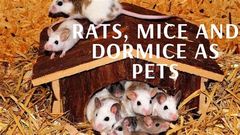 Rats Mice And Dormice As Pets The Complete Owner S Guide Care