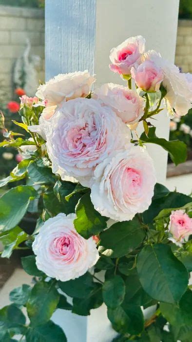 Best Climbing Rose