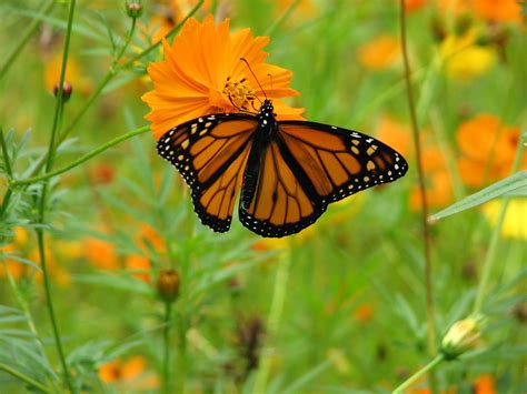 Monarch On Cosmos Bright Lights Amy Woodward Flickr