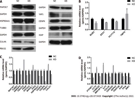 Centromere Protein K Plays A Role By Regulating F Box Protein 32