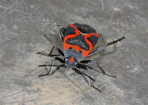 Small Milkweed Bug Lygaeus Kalmii Leesylvania State Par Flickr