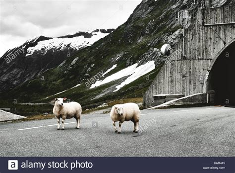 Two Sheep On A Road In The Mountains Of Norway With Snow On The Top