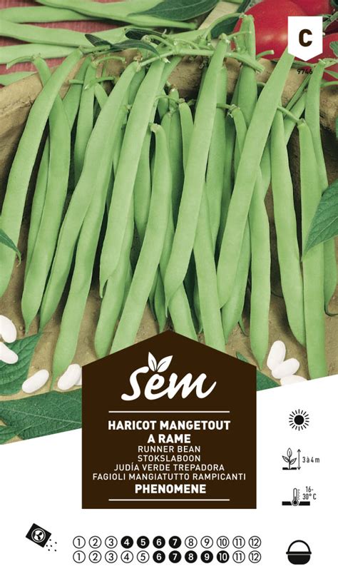 HARICOT MANGETOUT À RAMES PHÉNOMÈNE SEM