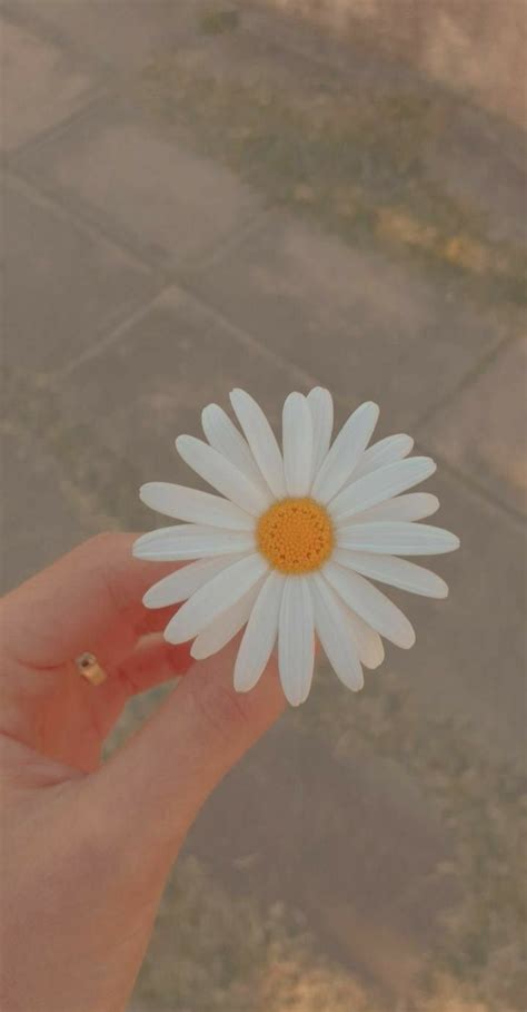 Girl Hand With Flower Dp Bish 15 Fotos De Paisagens Naturais Fotos De Coisas Tumblr