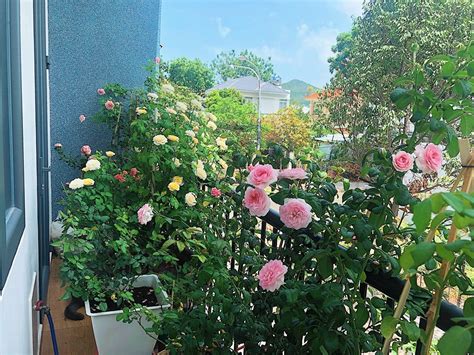 Cách Trồng Và Chăm Sóc Hoa Hồng Chuẩn Nhất Flowerfarmvn Shophoa