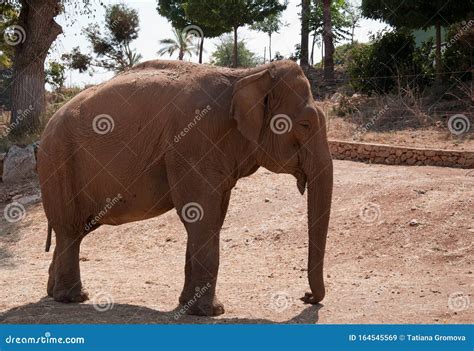 Profile Of The Smiling Elephant Stock Image Image Of Alone Wildlife