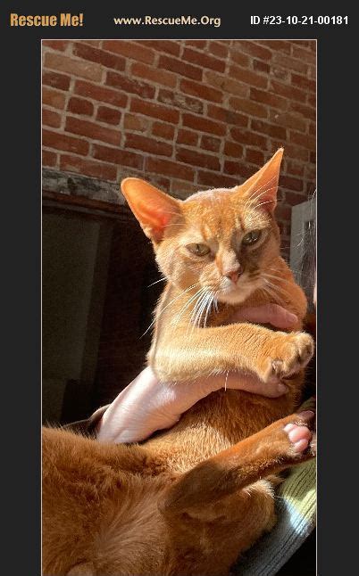 Adopt Abyssinian Rescue St Anne De Beaupr Quebec Canada