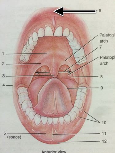 Exam 4 Oral Cavity Flashcards Quizlet