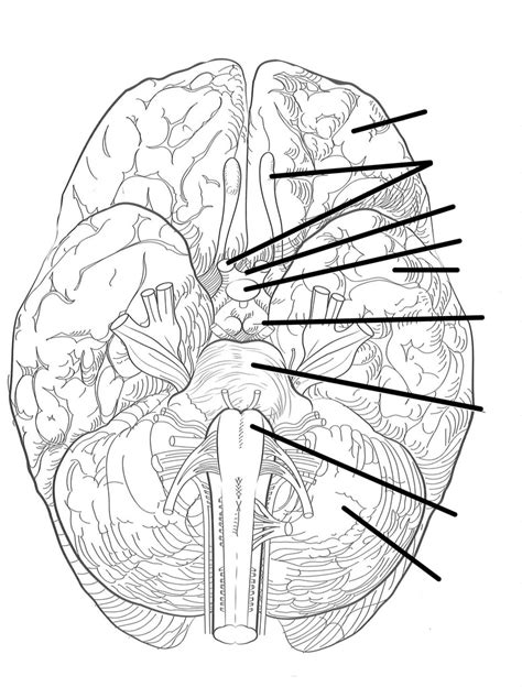 A P Ch Inferior Aspect Of Brain Diagram Quizlet