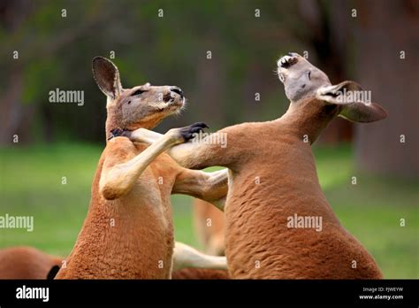 Kangaroos Fighting Hi Res Stock Photography And Images Alamy