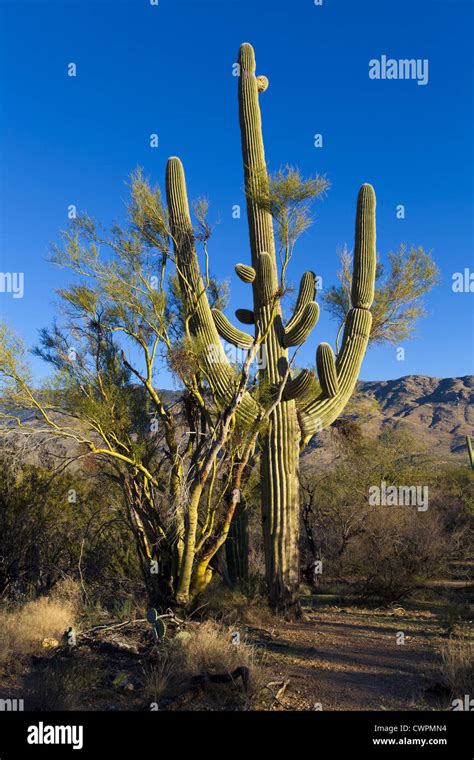 Cactus Palo Verde Hi Res Stock Photography And Images Alamy