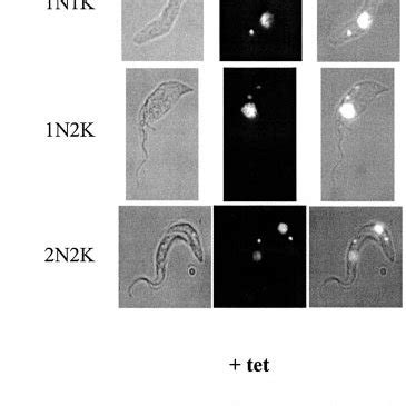 Karyotype Of Procyclic Form Cells After CYC6 RNAi A Karyotype