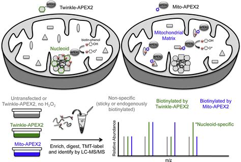 Mapping New Residents Of The Mitochondrial Nucleoid Cell Chemical Biology