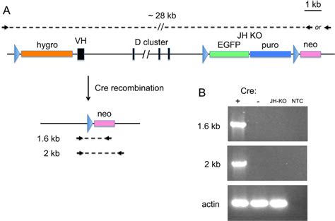 Cre Recombination Of Crispr Targeted Loxp Site A Diagram Of The