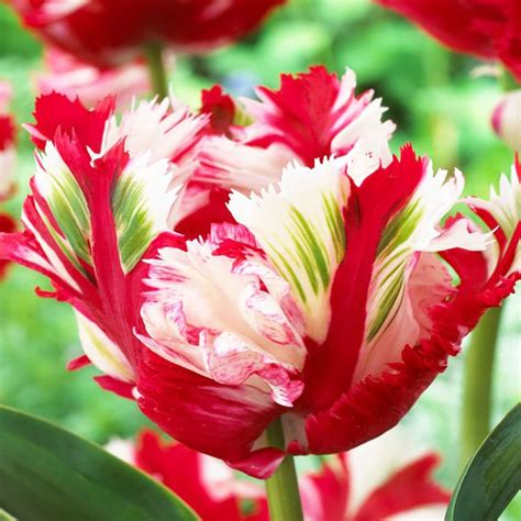 Papageien Tulpe Estella Rijnveld 5 St Preise Und Meinungen Online