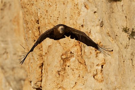 Vautour Fauve Gyps Fulvus Griffon Vulture Gorges De La Flickr