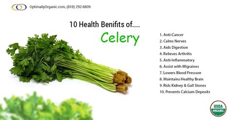 Some Amazing Benefits Of Celery Everyone Should Know Organicfood Organicsolutions Healthy