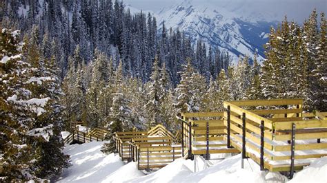 Banff Gondola Pictures: View Photos & Images of Banff Gondola