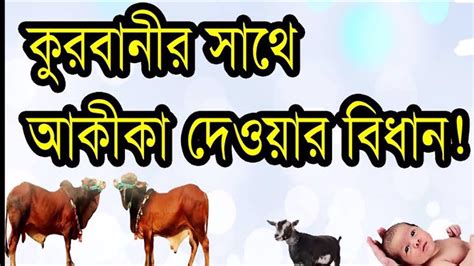 কুরবানিরর সাথে আকিকা দেওয়া যাবে কিনাabdullah Al Mamun Iiuc Youtube