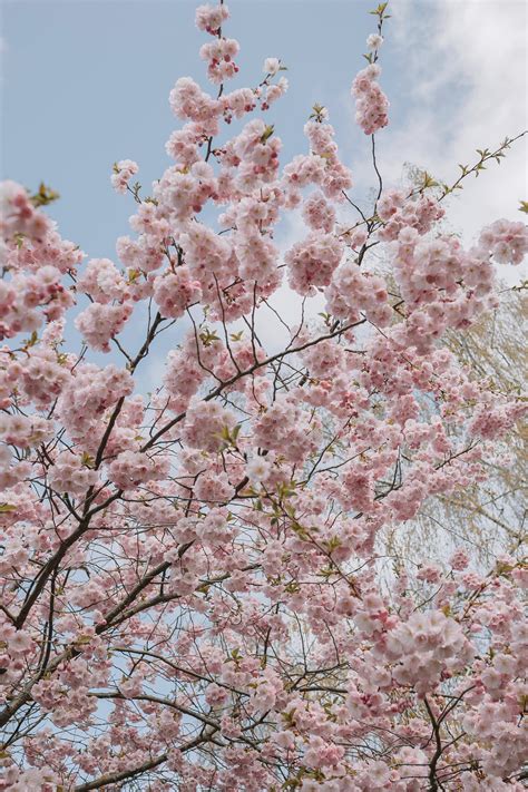 Pink Cherry Blossom Tree in Bloom · Free Stock Photo