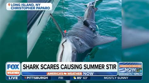 Summer Of The Shark Sightings Close Another New York Beach Hours After