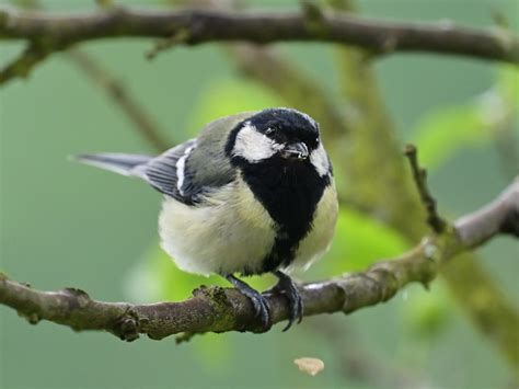 Kohlmeise Parus Major Kohlmeise Parus Major C Petra Flickr