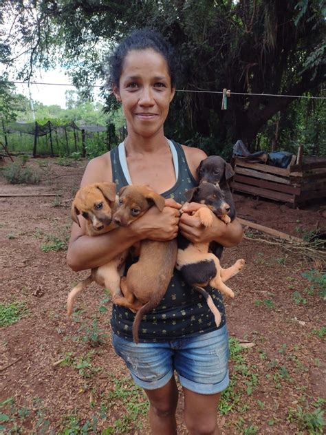 Quatro filhotes de cachorro são resgatados de buraco em zona rural de