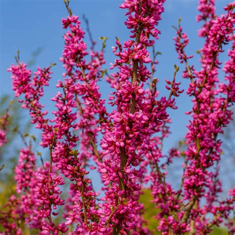 Chinesischer Judasbaum Avondale Expertenwissen Für Den Garten