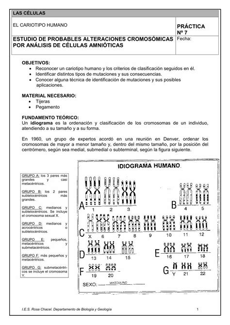 Pdf El Cariotipo Humano Pr Ctica N Estudio De Ies Rosachacel