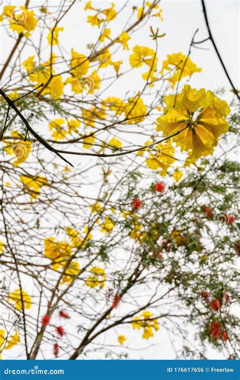 Blooming Guayacan Or Handroanthus Chrysanthus Or Golden Bell Tree Stock