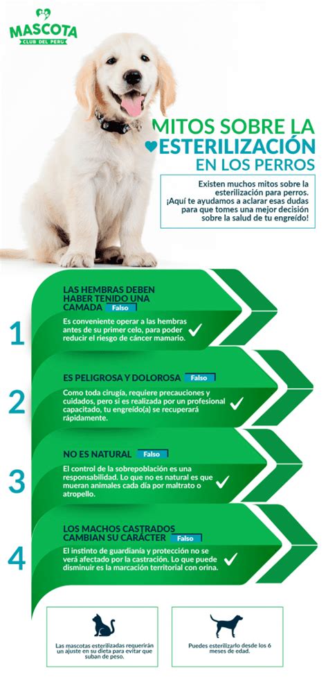 Mitos Sobre La Esterilizaci N En Los Perros Mascota Club Del Per