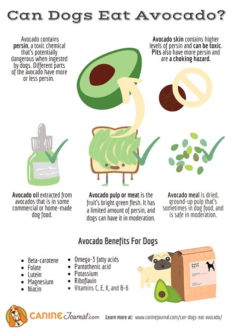 Can A Dog Have Avocado