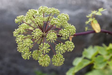 Angelica Archangelica Health Benefits And Medicinal Uses Plus A Recipe