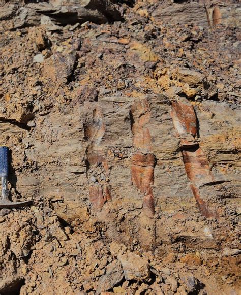 The Oldest Fossil Forest In Asia Has Been Found World Economic Forum