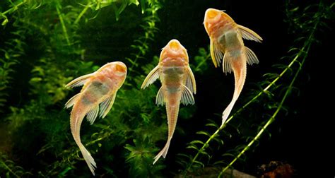 Poissons Nettoyeurs Daquarium Lesquels Choisir Pour Quelle Utilité