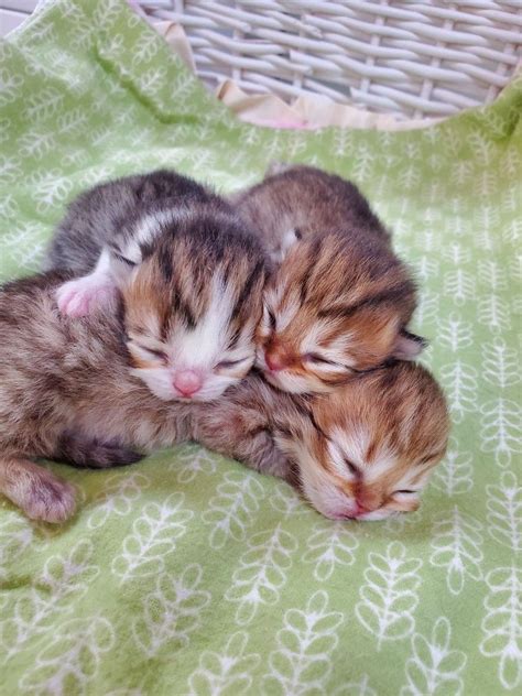 Newborn Baby Cat Pictures