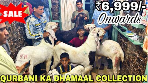 Khassi Andul Ka Lajawaab Sasta Collection For Sale At Yaqub Goats