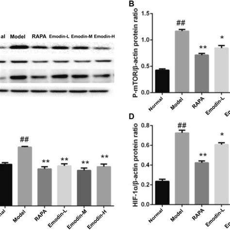 Expression Of P Mtor Hif 1α And Vegf Proteins In Raw2647 Cells