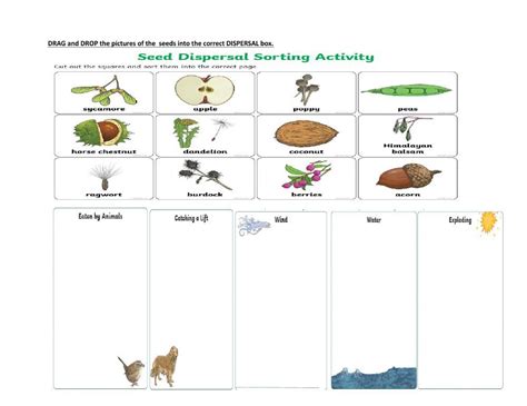 Seed Dispersal Worksheet