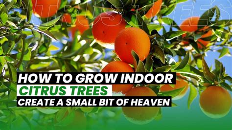 Grow Indoor Citrus Trees: A Guide to Growing Your Own Fruit.