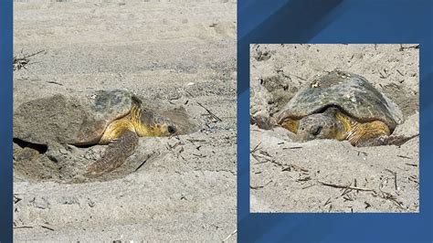 Daylight Delight Rare Loggerhead Sea Turtle Spotted Nesting In Broad