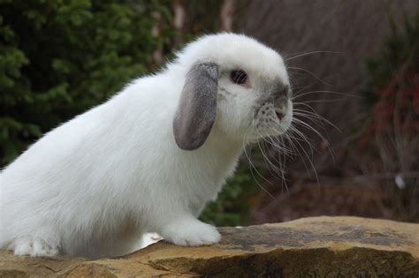 Holland Lop Color Guide — Hickory Ridge Hollands