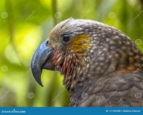 321 Kaka Parrot Stock Photos Free Royalty Free Stock Photos From