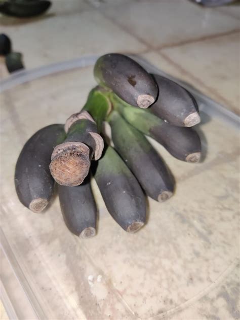 Musa basjoo? Seeds? : r/gardening