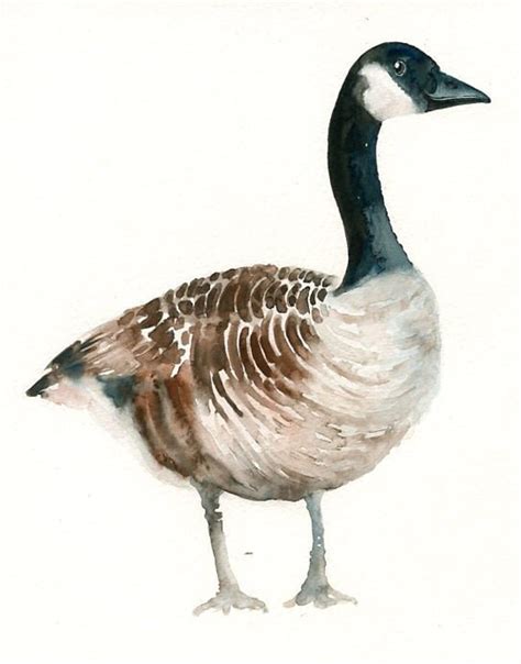 Canada Goose By Dimdi Original Watercolor Painting By Dimdi