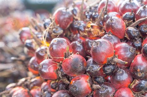 Close up of fresh ripe red oil palm fruits on bunch taken in Thailand ...